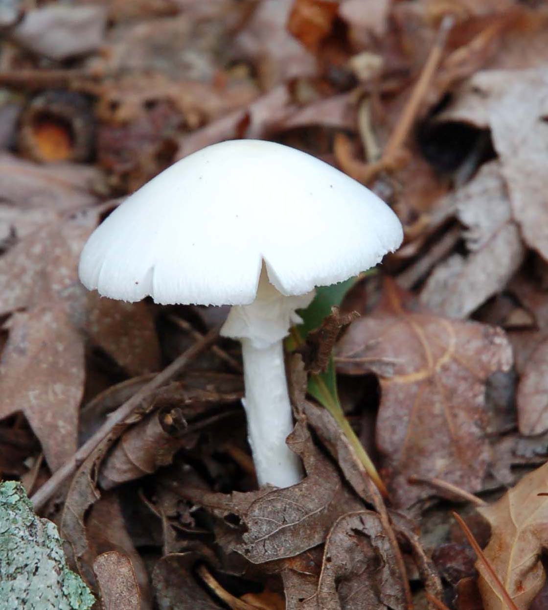  Amanita in the Ozarks 