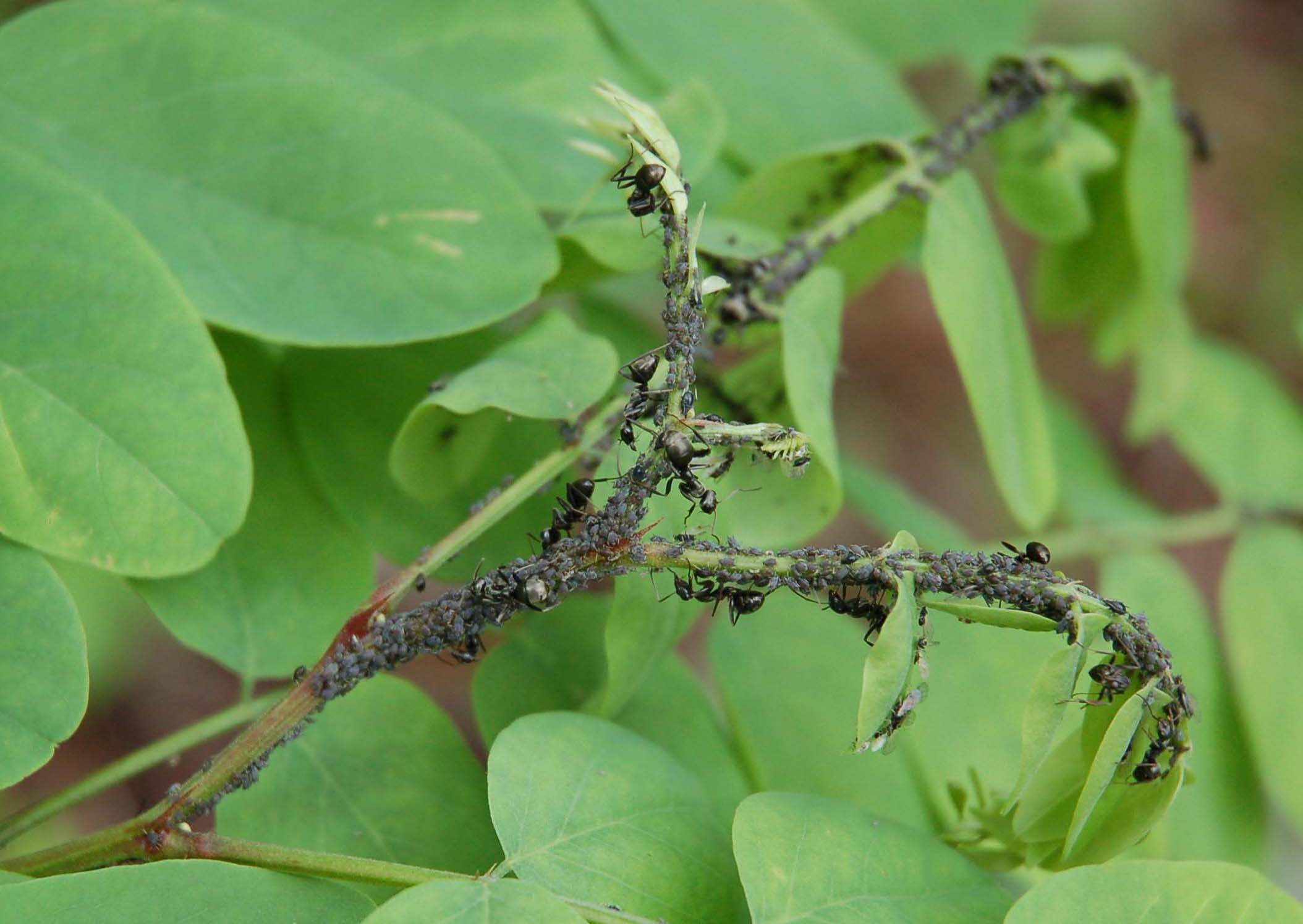  Ants tending Aphids (Ozarks) 