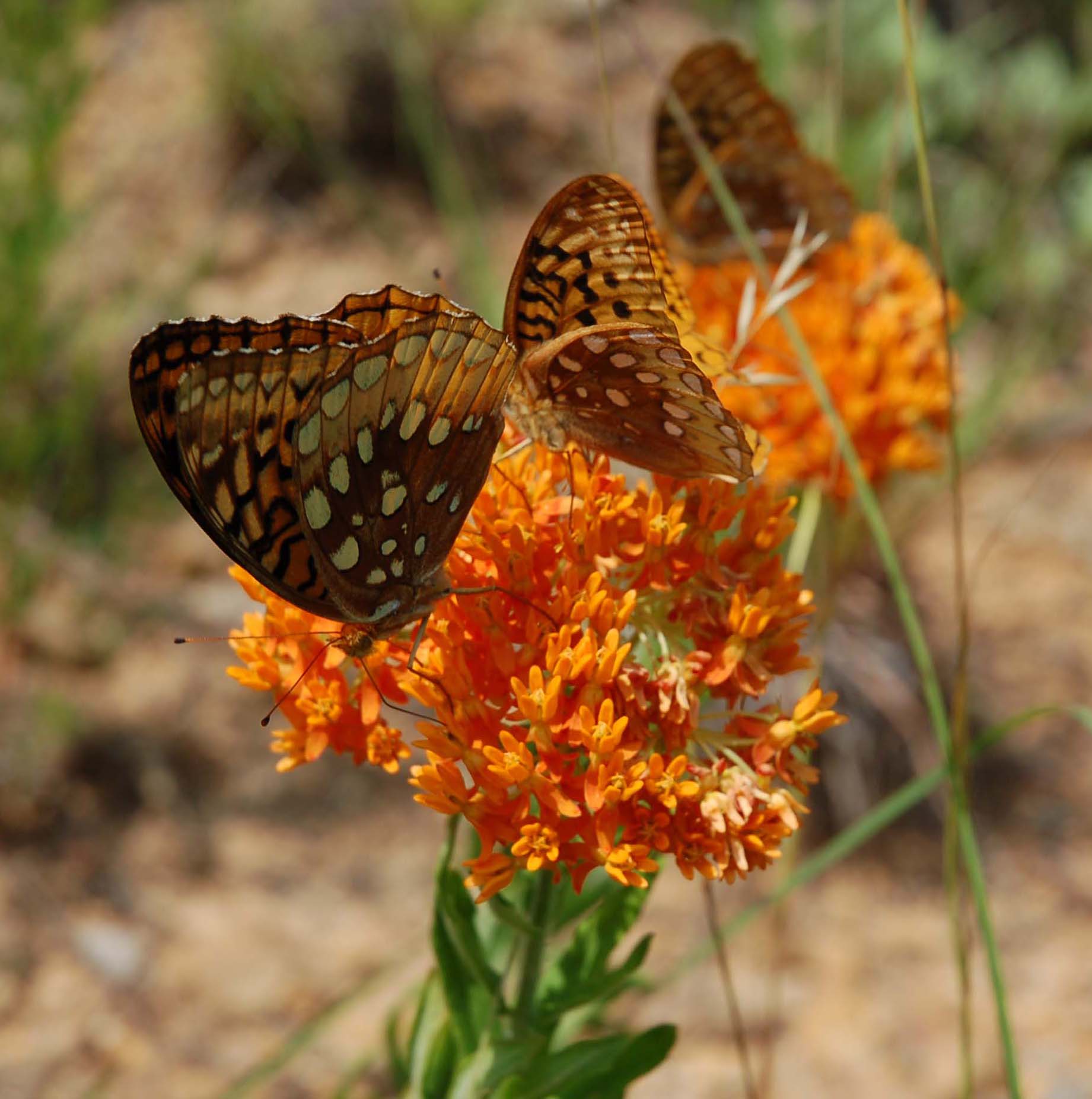  Asclepias tuberosa with Great Spangled fritilaries in the Ozarks 