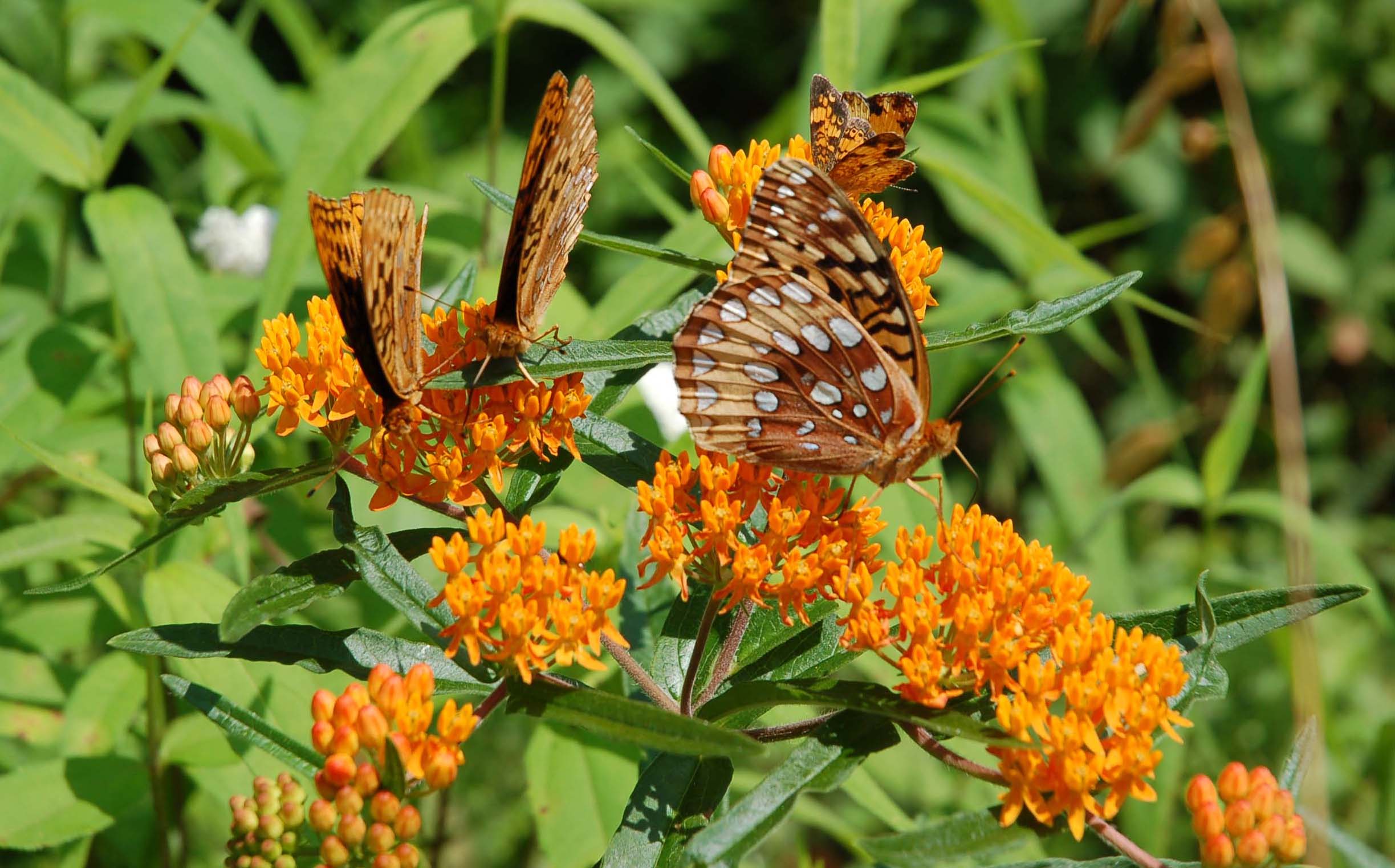  Asclepias tuberosa with Great Spangled fritilaries in the Ozarks 