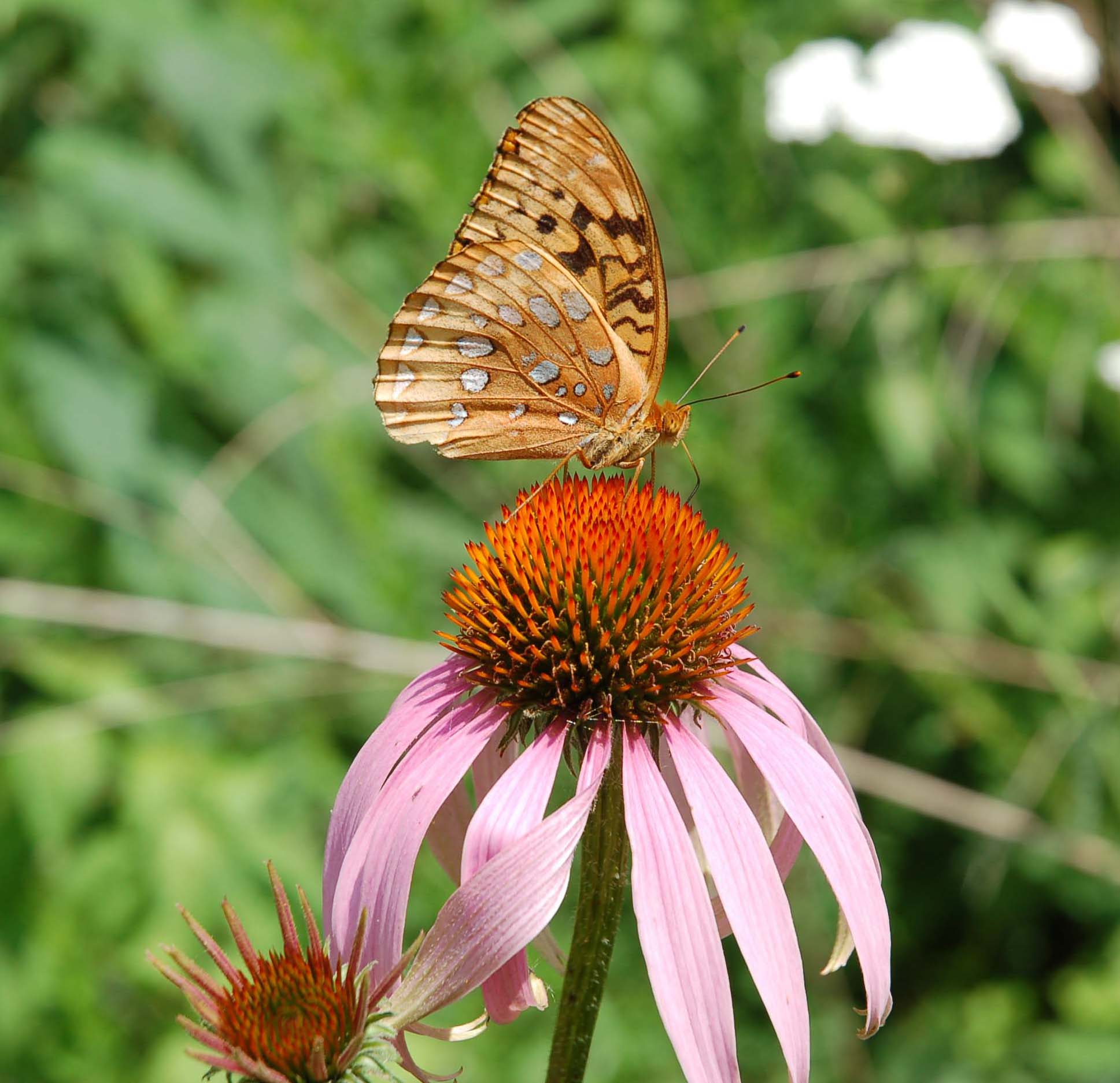  Great Spangled fritilary on Echinacea in the Ozarks 
