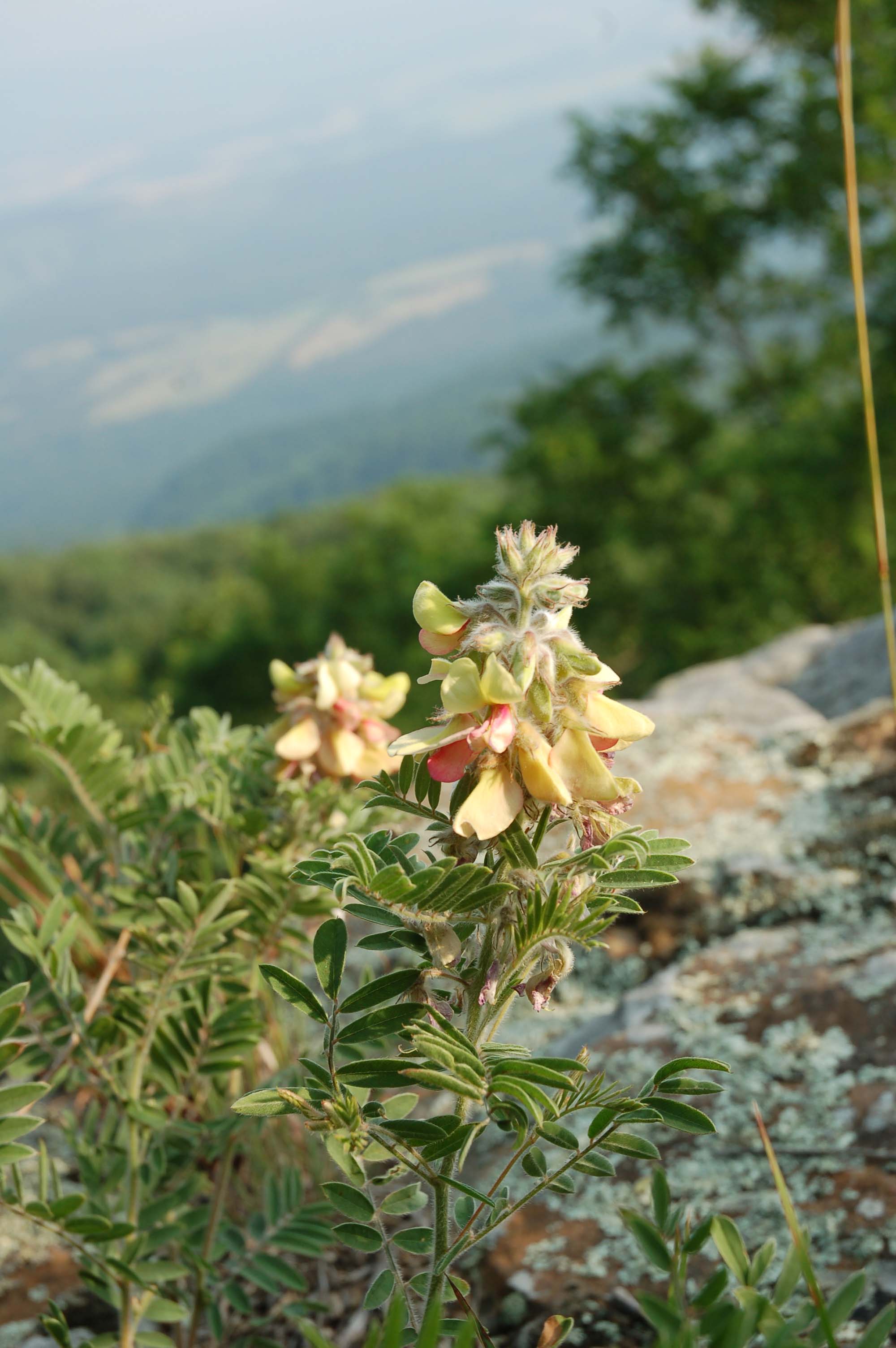  Locoweed in the Ozarks 