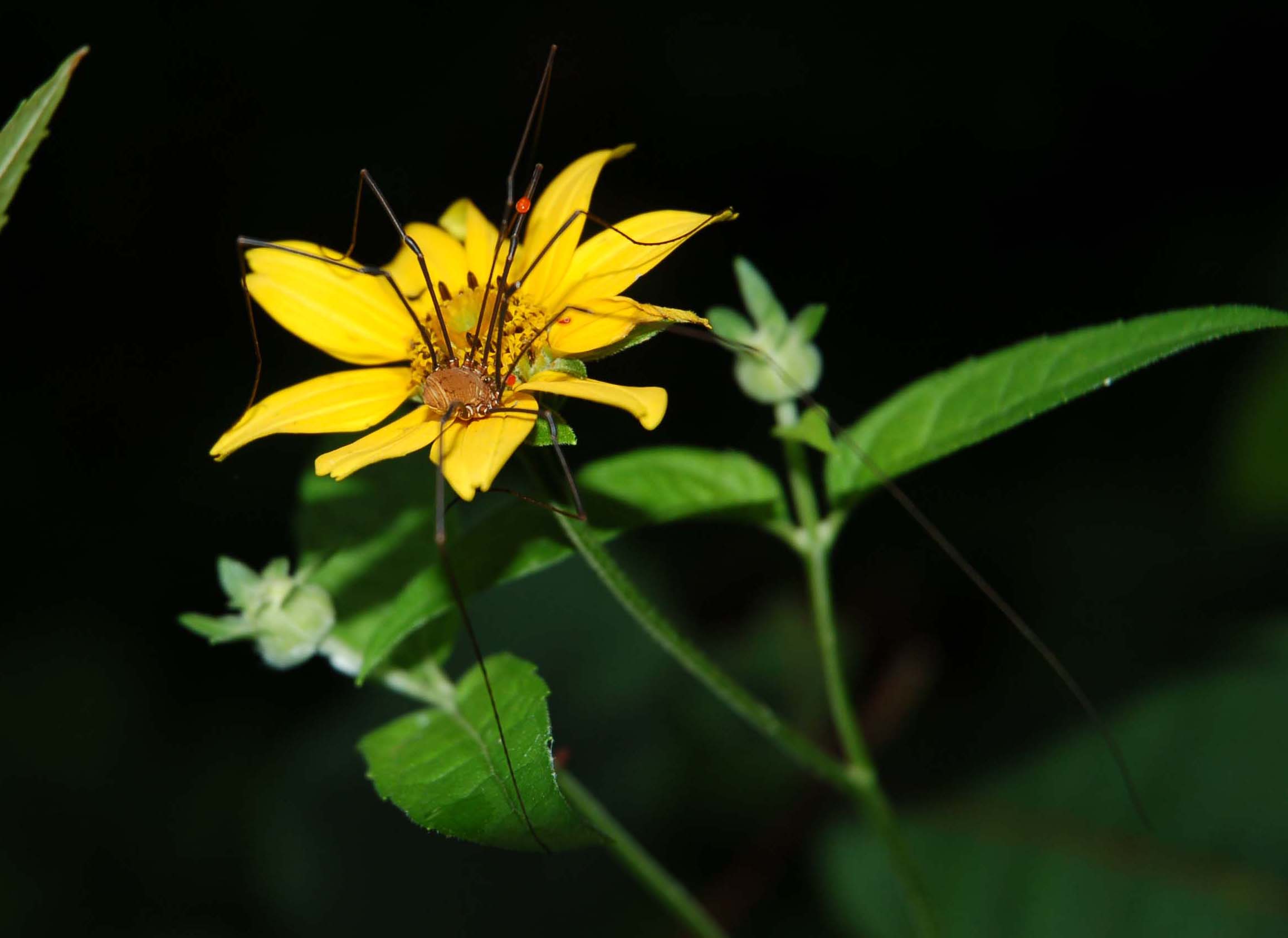  Harvestmen with mites (Ozarks) 