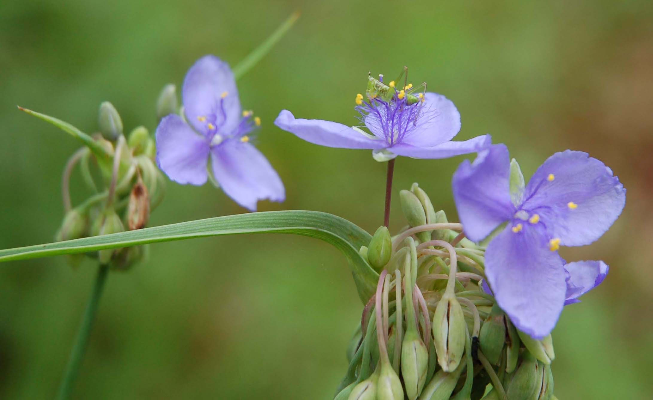  Tradescantia with Orthopteran (Ozarks) 
