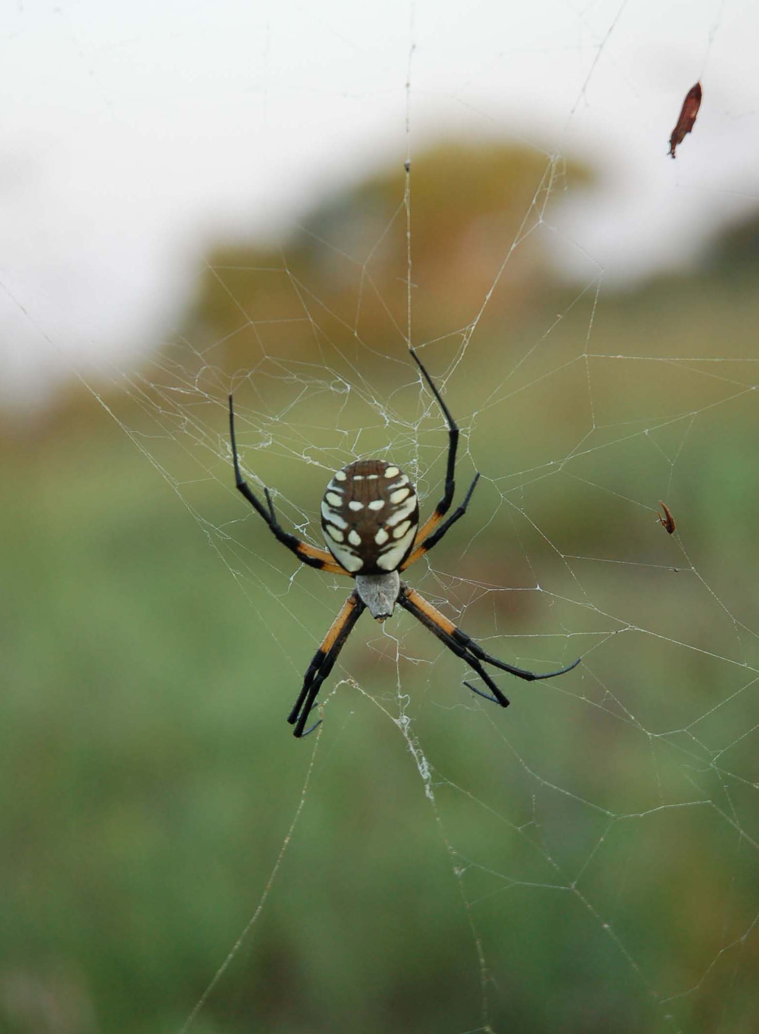  Argiope 