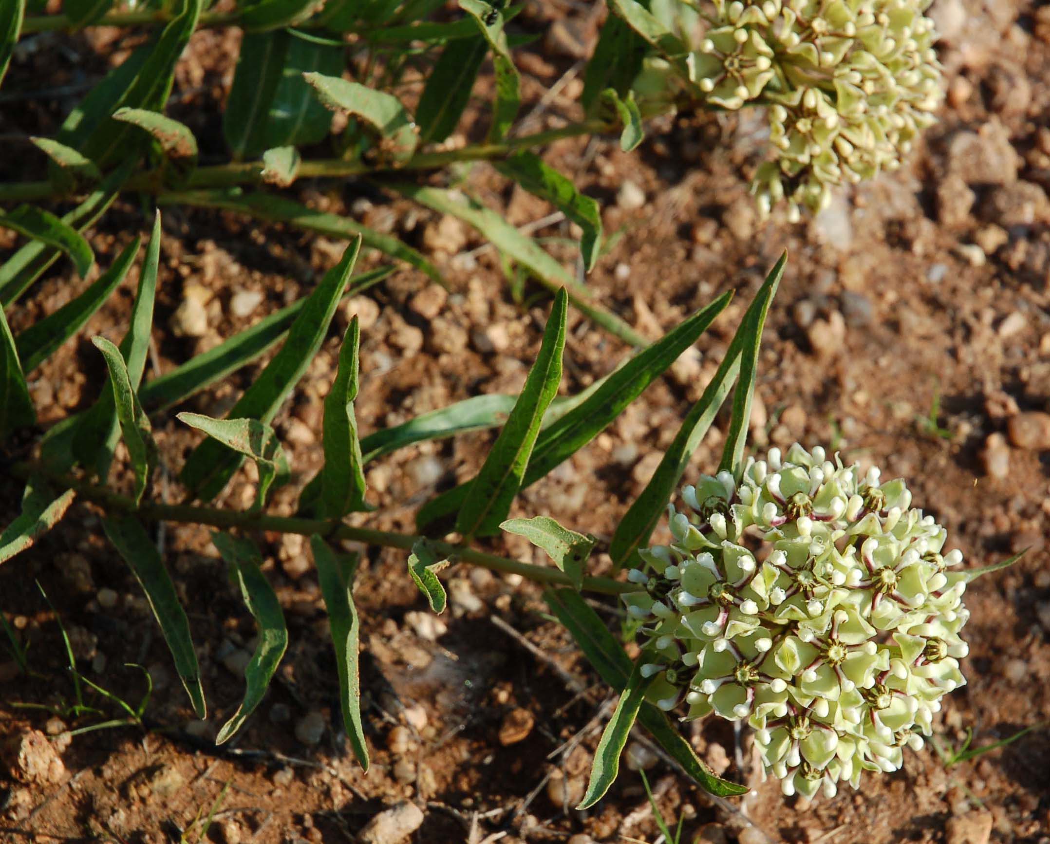  Asclepias viridis 