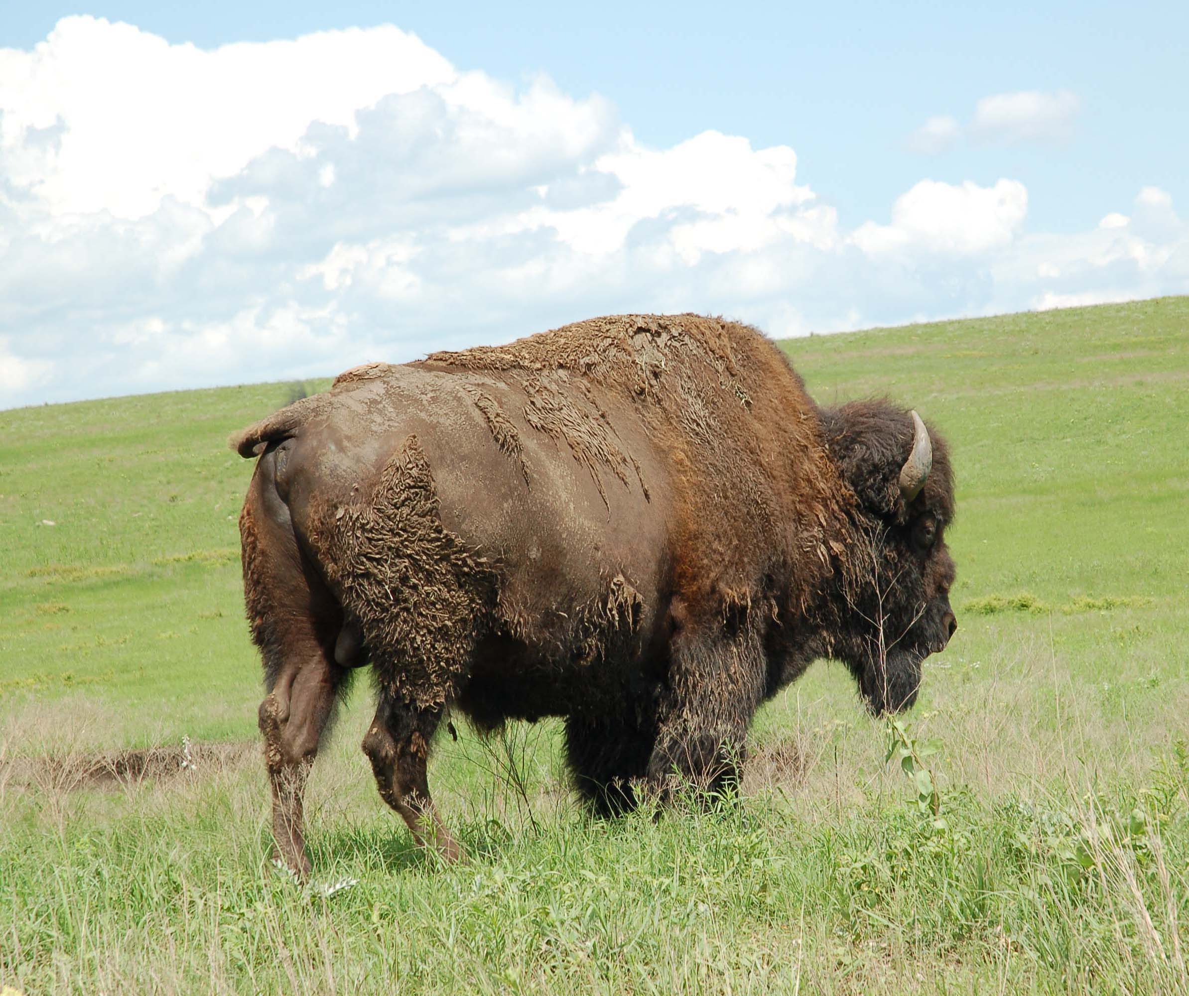 bison skin phone holster