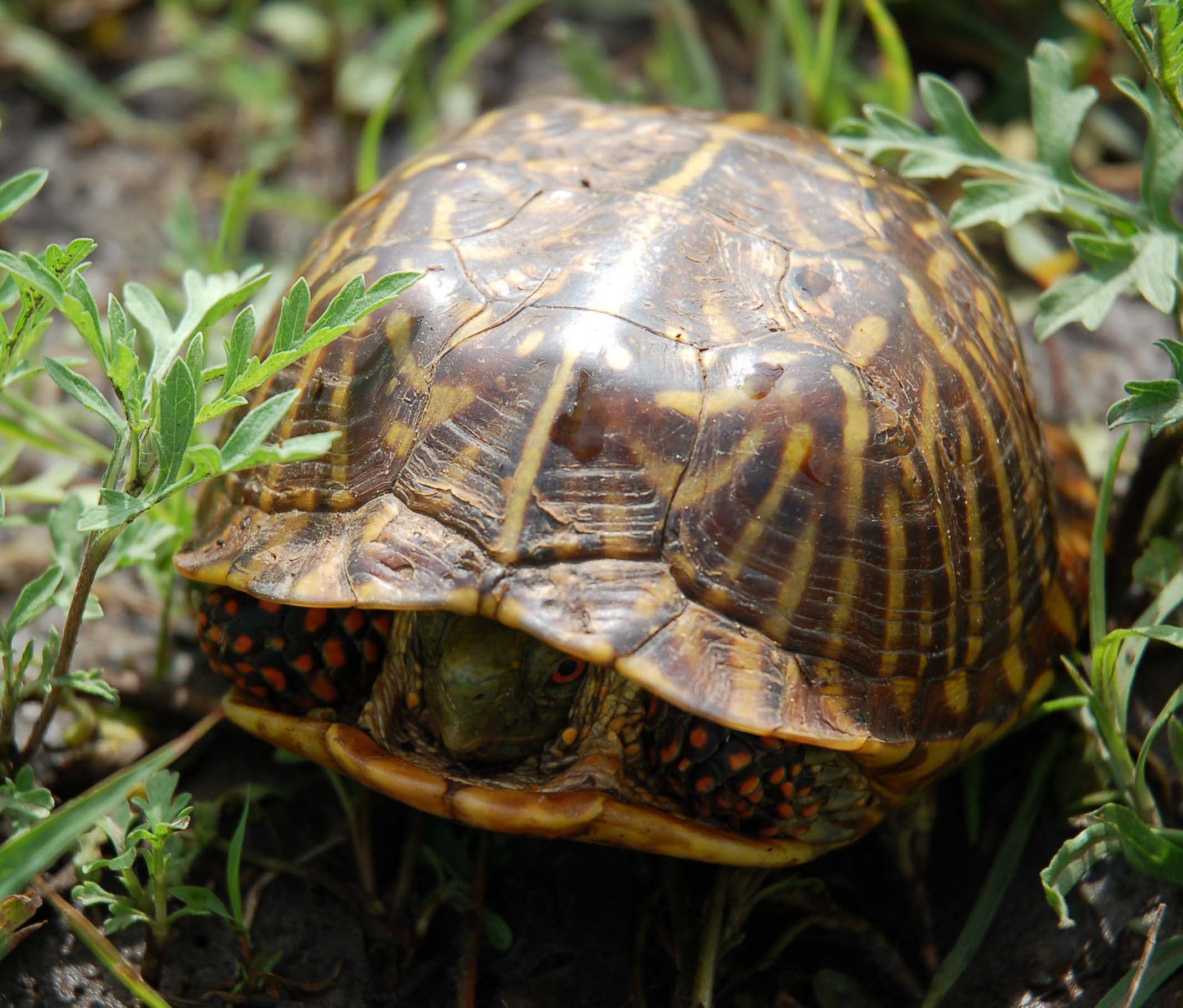  box turtle 