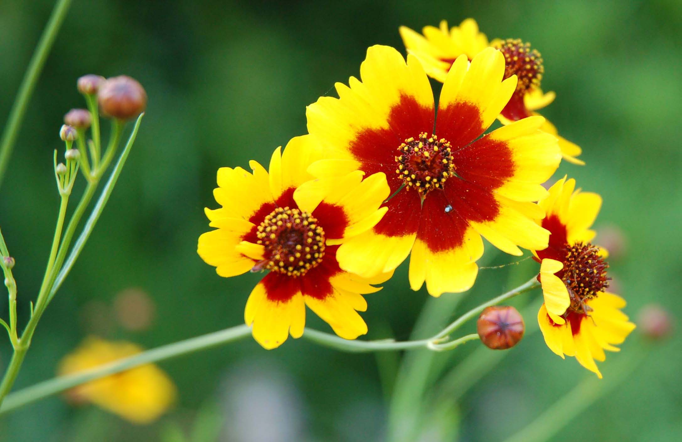  Prairie Coreopsis 