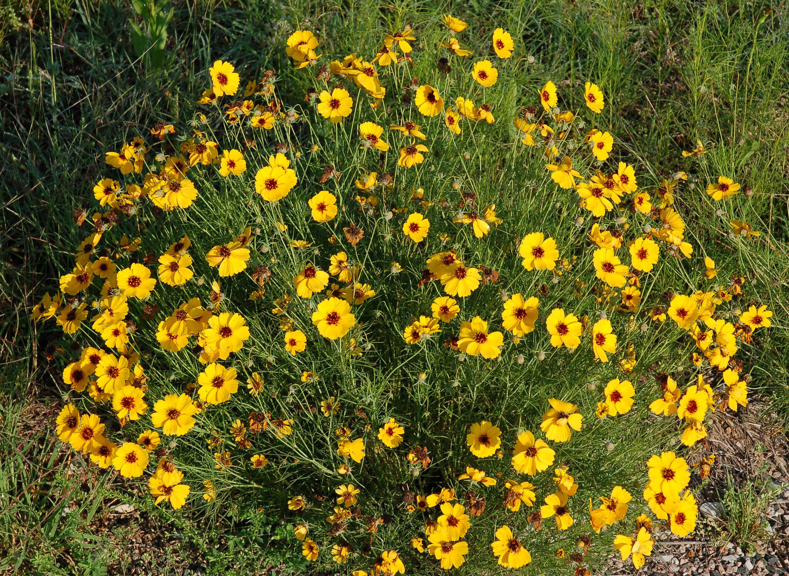  Coreopsis sp. 