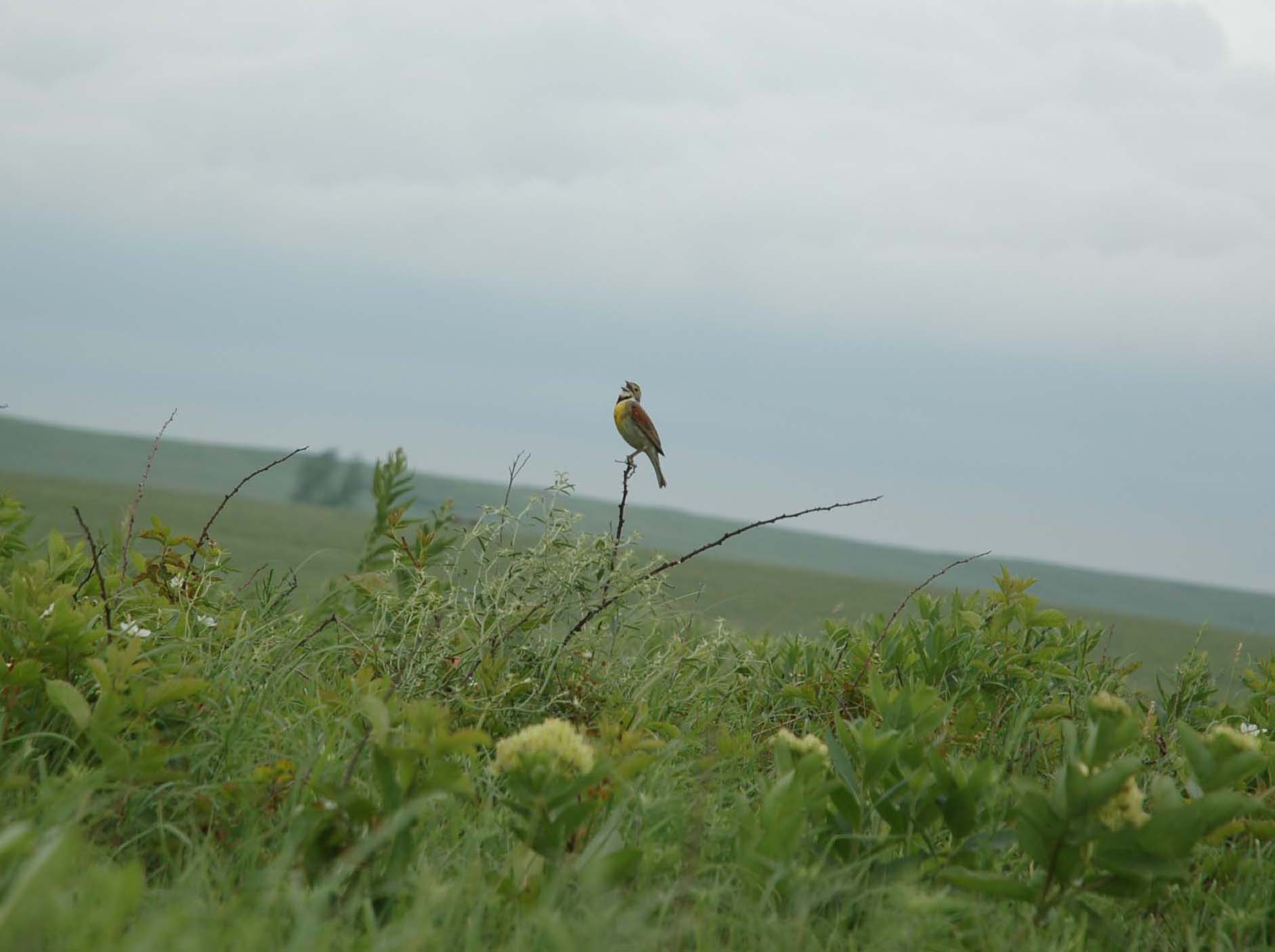  Dickcissel singing 