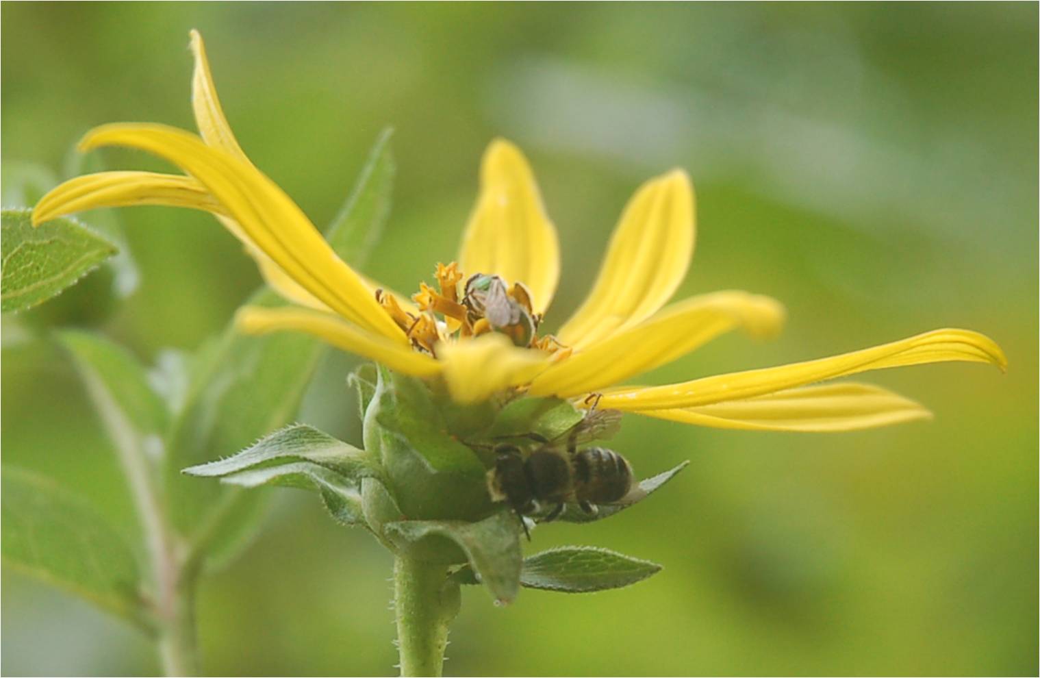 Agapostemon splendens and possible Megachilid bee on Helianthus at ECWA's Glennstone Preserve