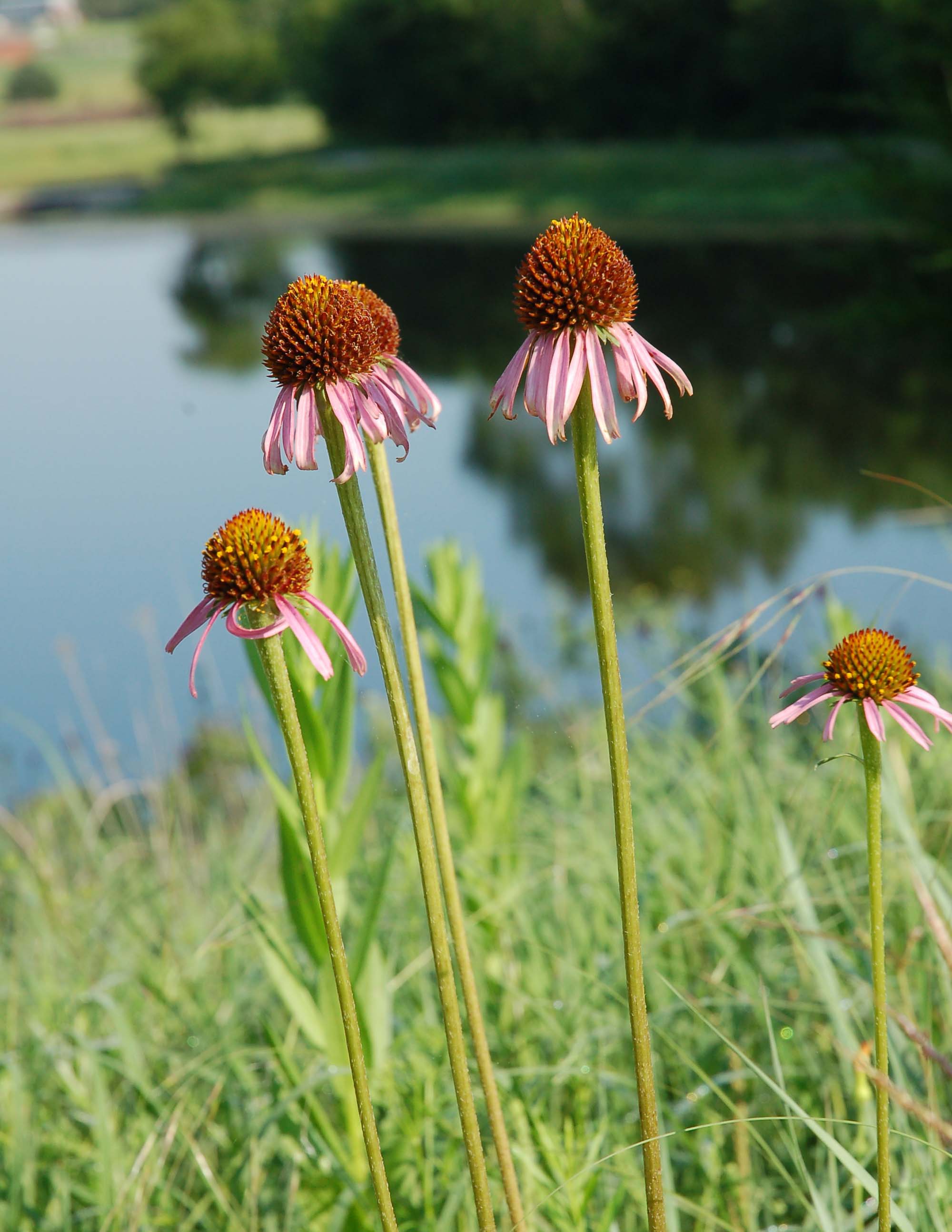  Echinacea--purple cone flower 