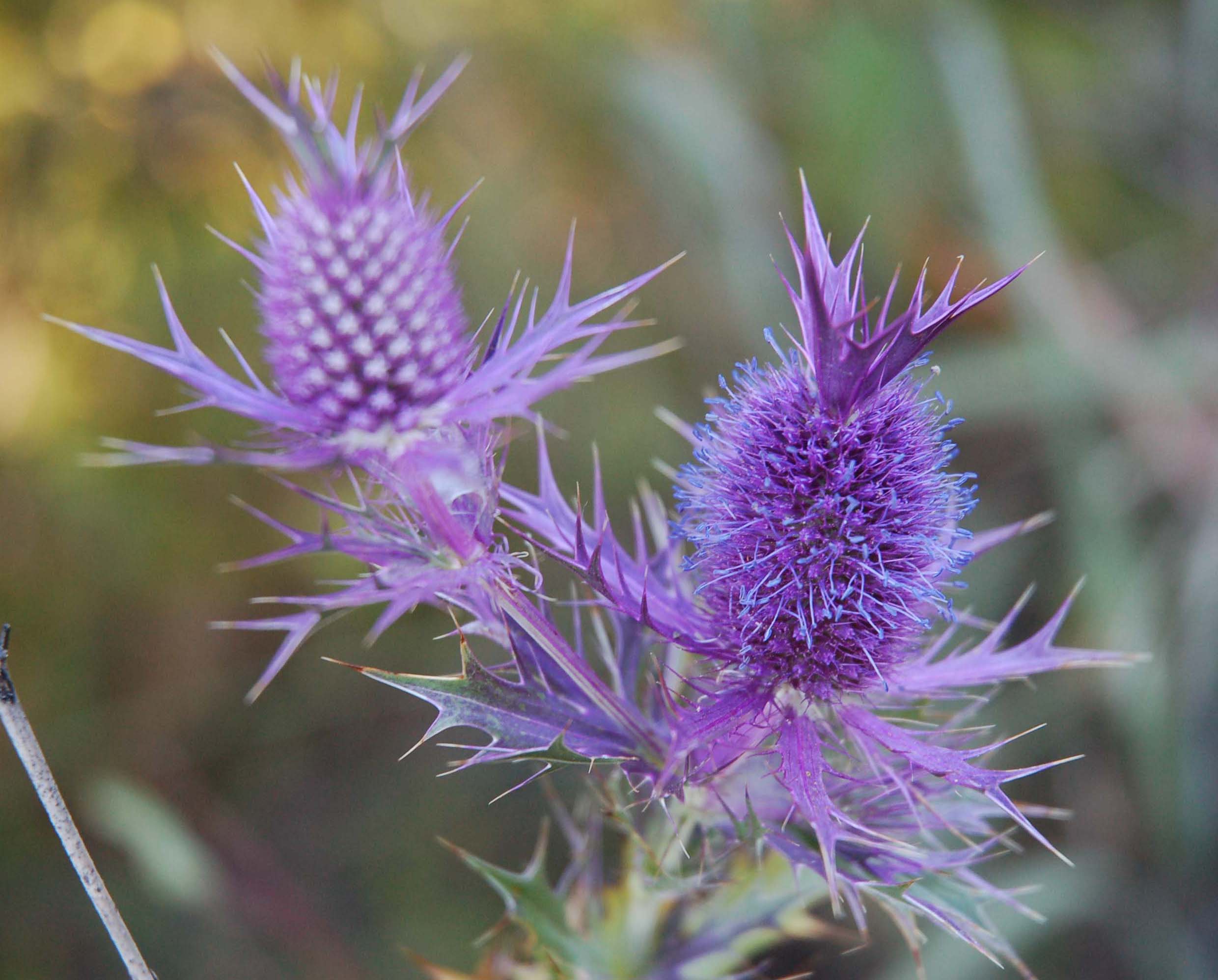  Eryngium leavenworthii 