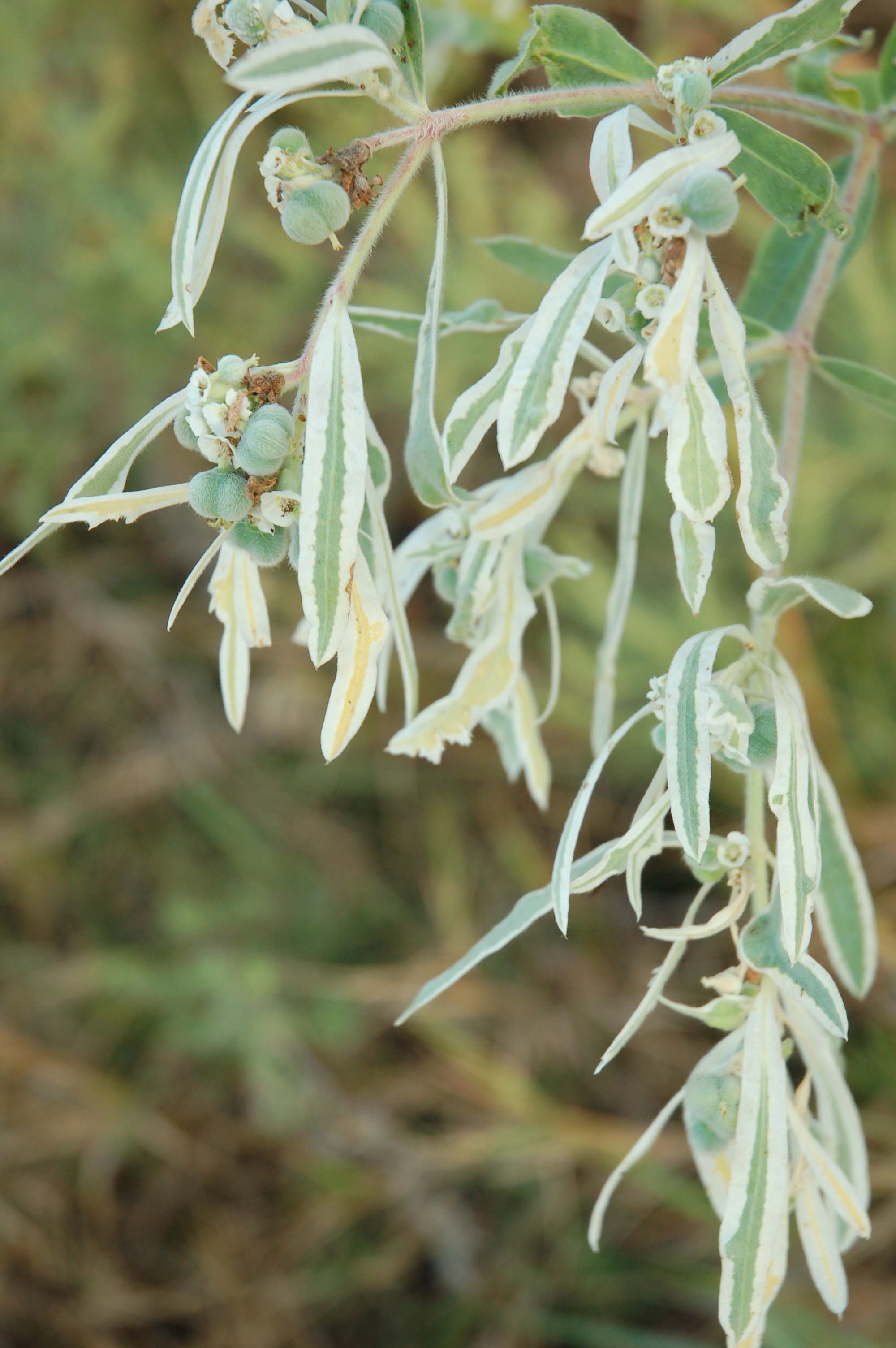  Snow on the mountain (Euphorbia marginata) 