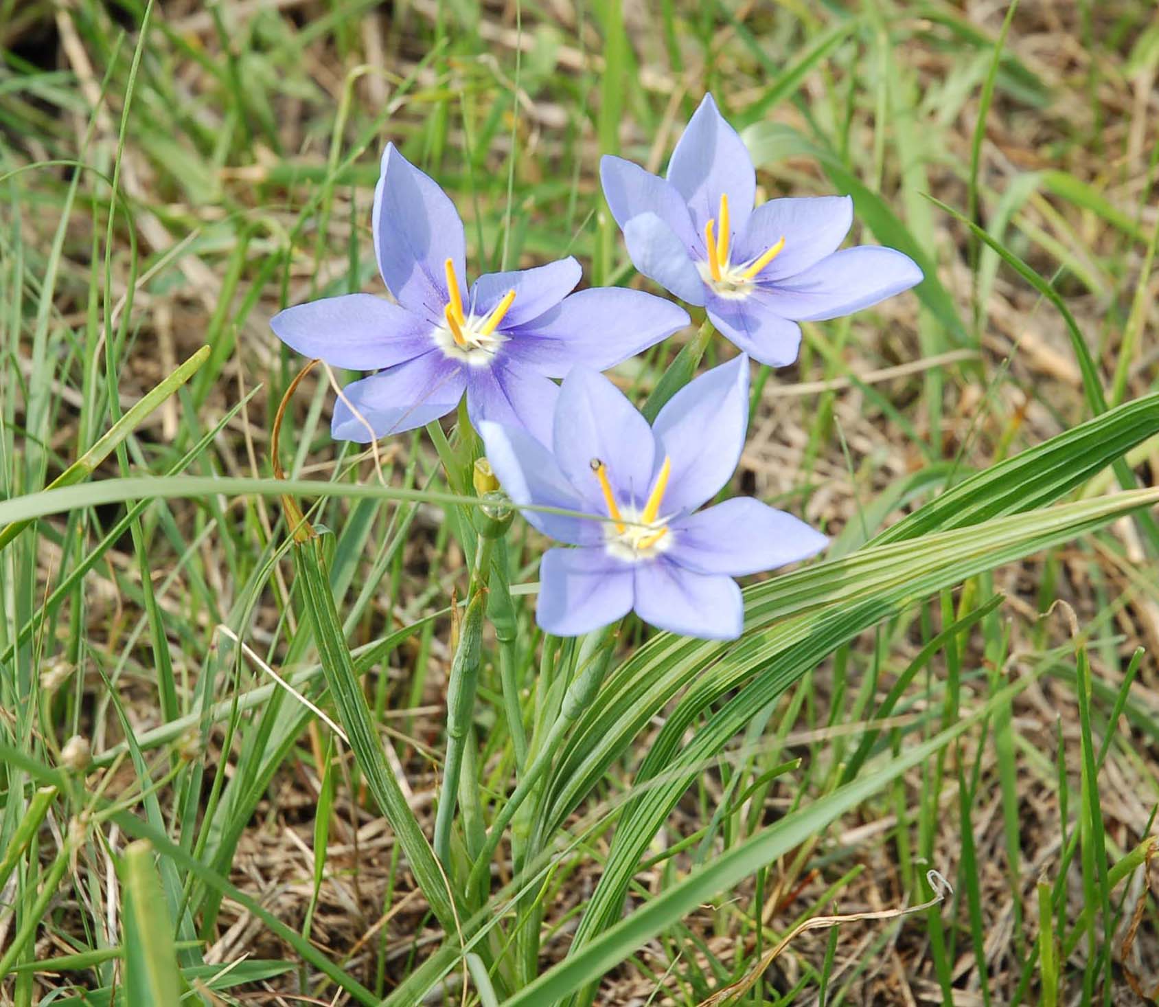  Prairie iris 