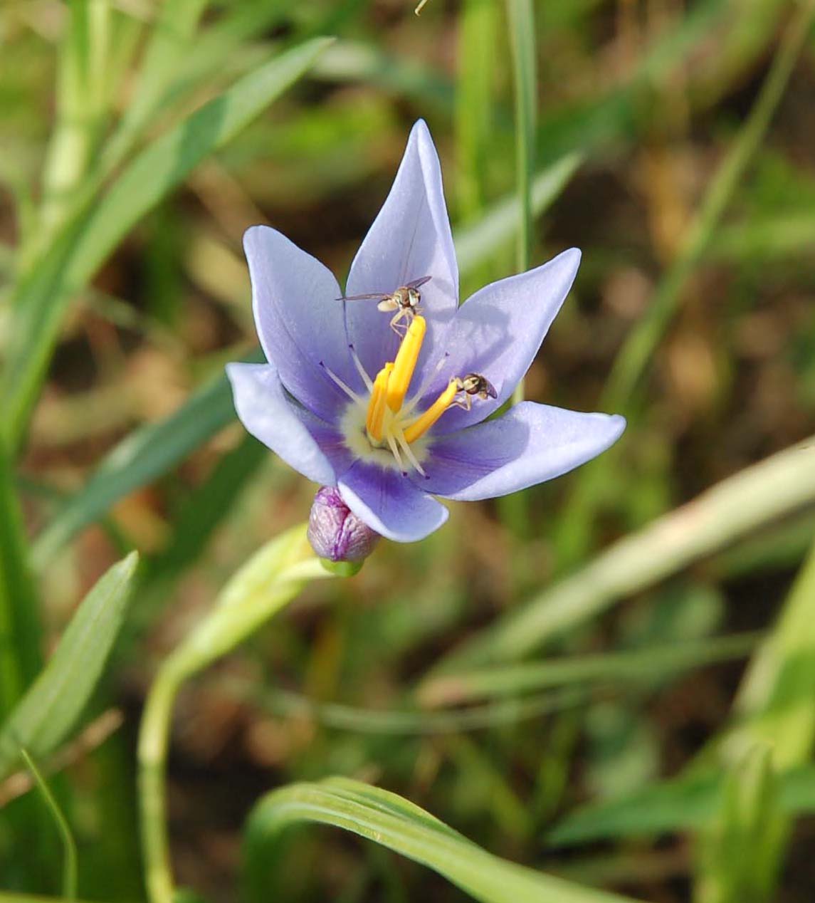  Syrphid flies on a prairie iris 