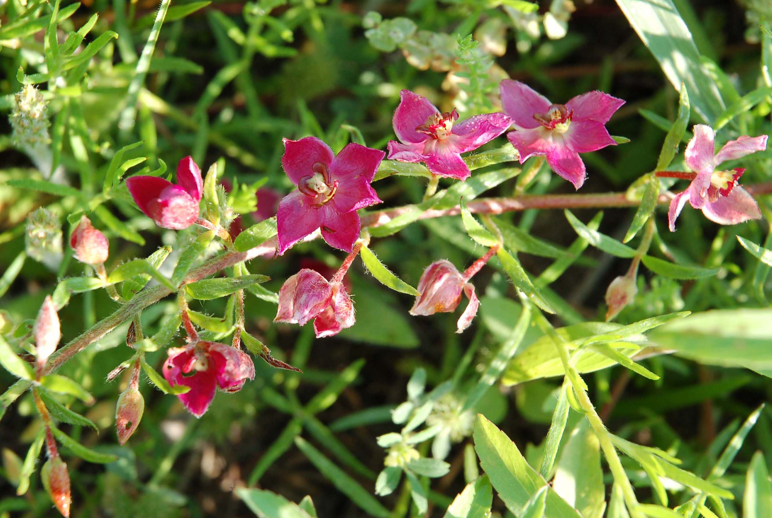  Krameria--a hemiparasite 