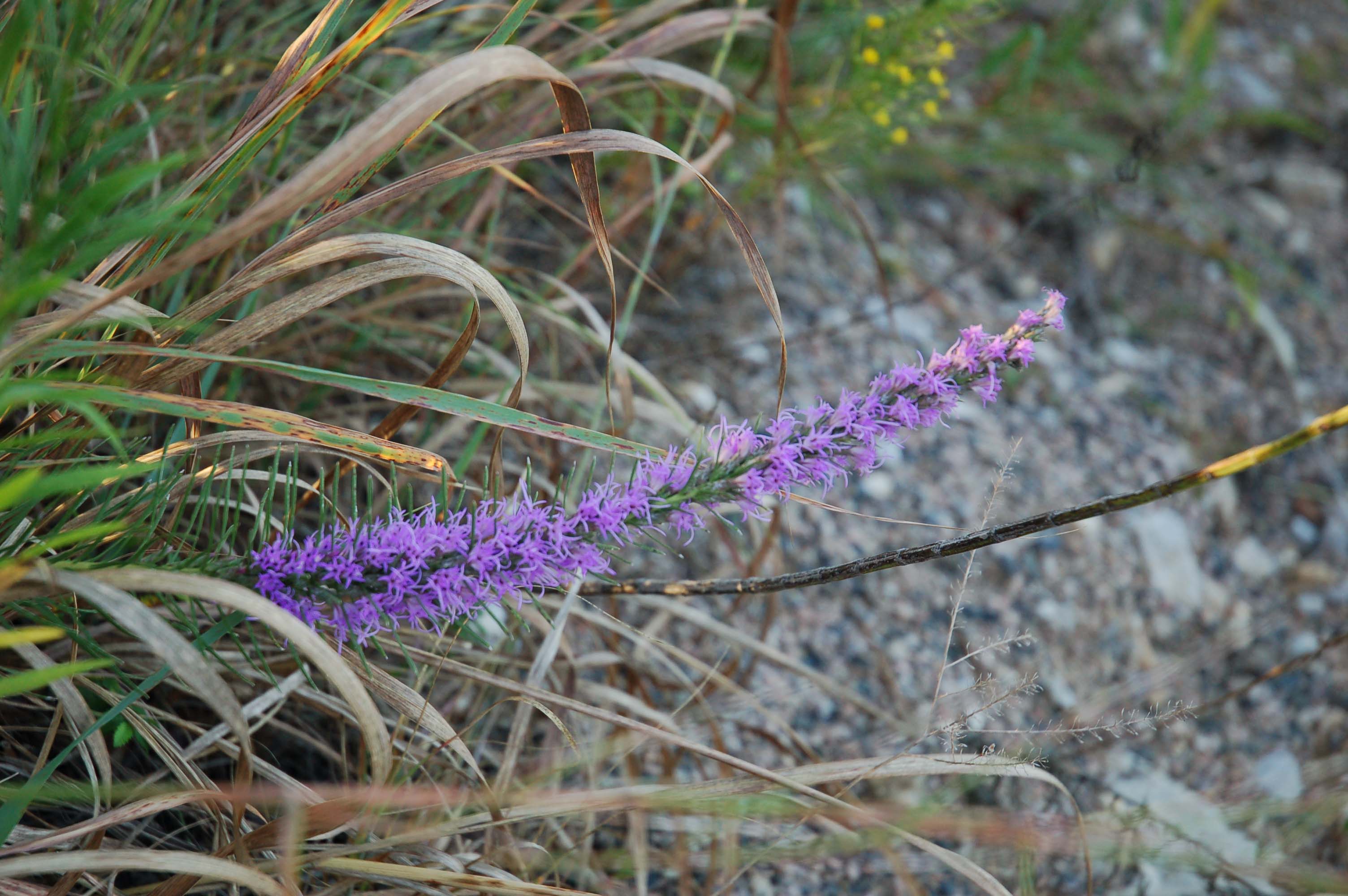  Liatris sp. 