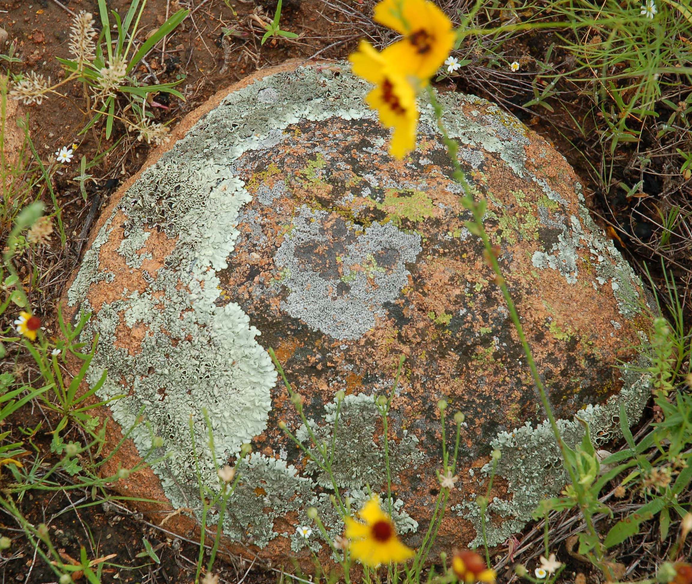  Lichens in the Wichita Mountains 