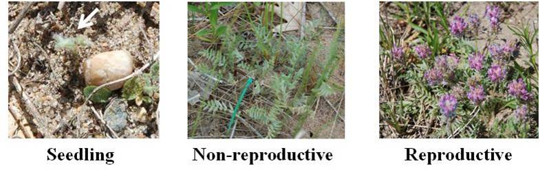 Fassett's Locoweed, Oxytropis campestris var. chartacea
