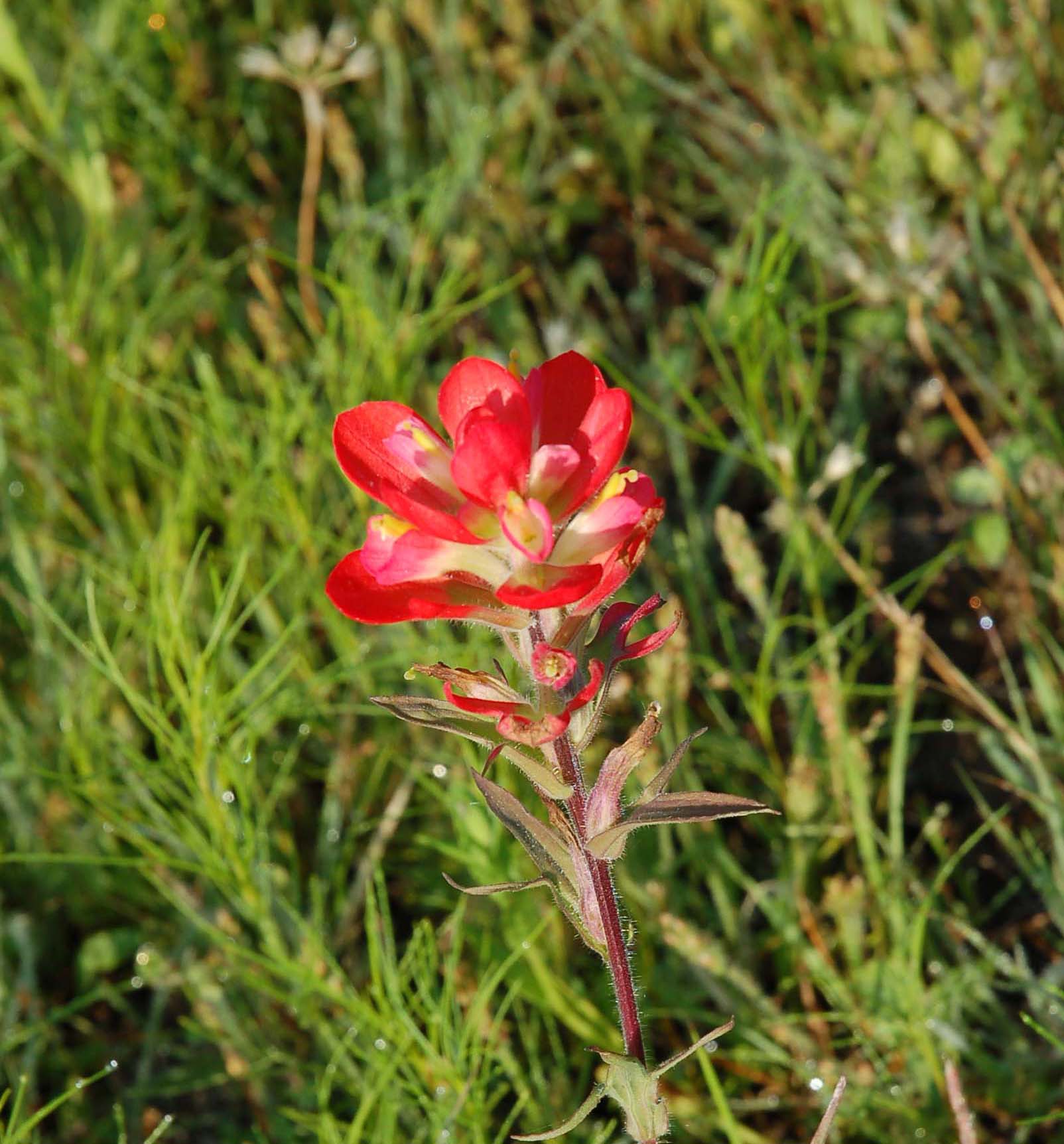  Indian Paintbrush--another hemiparasite 