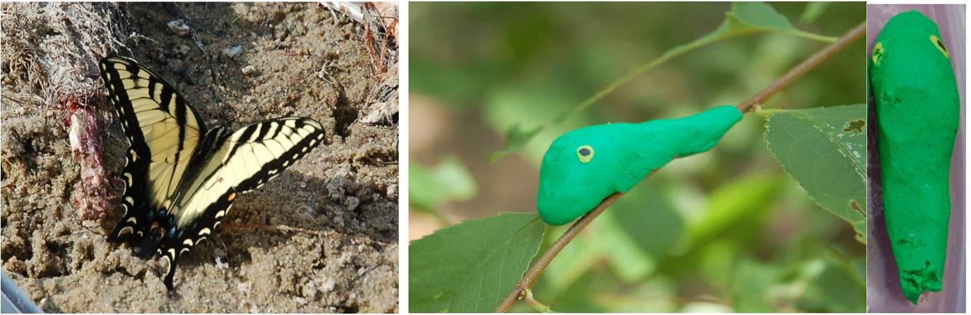 1. Tiger swallowtail butterfly (Papilio glaucus) puddling on a dead great blue heron.  2. Caterpillar model with eye spots  3. Bird beak marks on caterpillar model