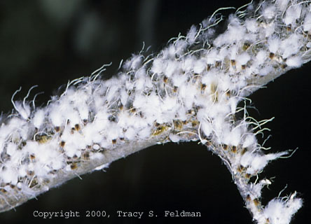 Beech blight aphids on Fagus grandifolia near New Hope Creek