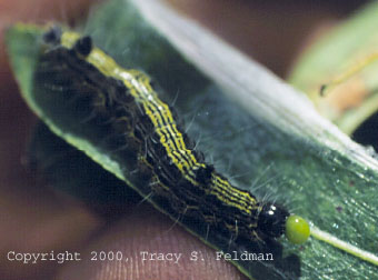  Clostera inclusa regurgitating Salix (defense?) 