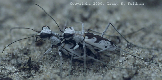  Cicindella hirtilibris 