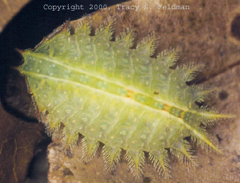  crowned slug (Isa textula) 