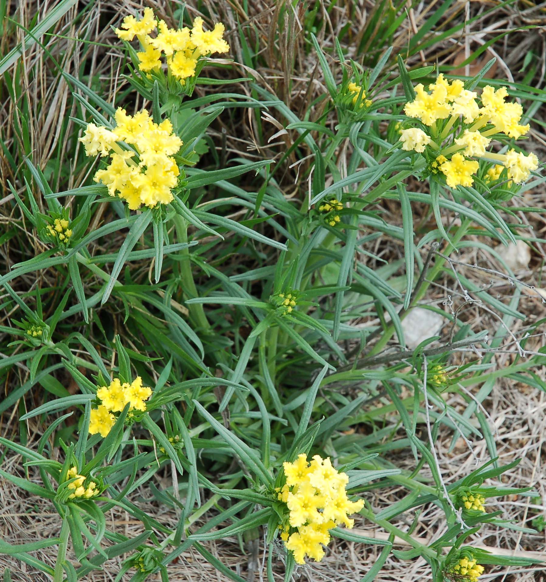  Fringed Puccoon (Lithospermum sp.) 