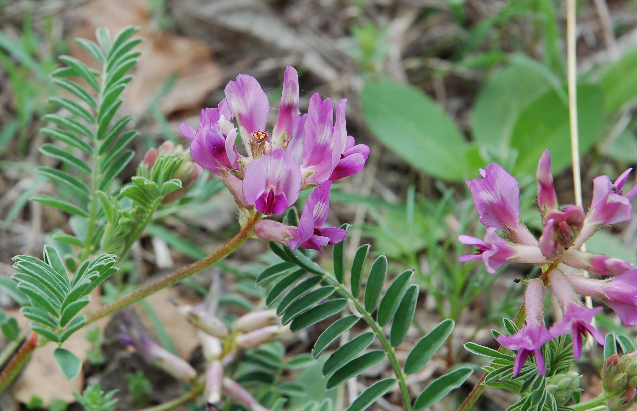  Prairie legume 