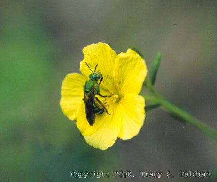  Agapostemon splendens on Piriqueta caroliniana 