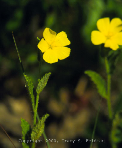 Piriqueta caroliniana