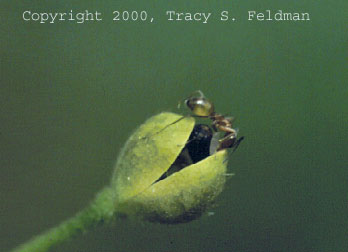 Ants taking seeds from a P. caroliniana fruit