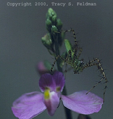  Green lynx spider on Polygala grandflora 