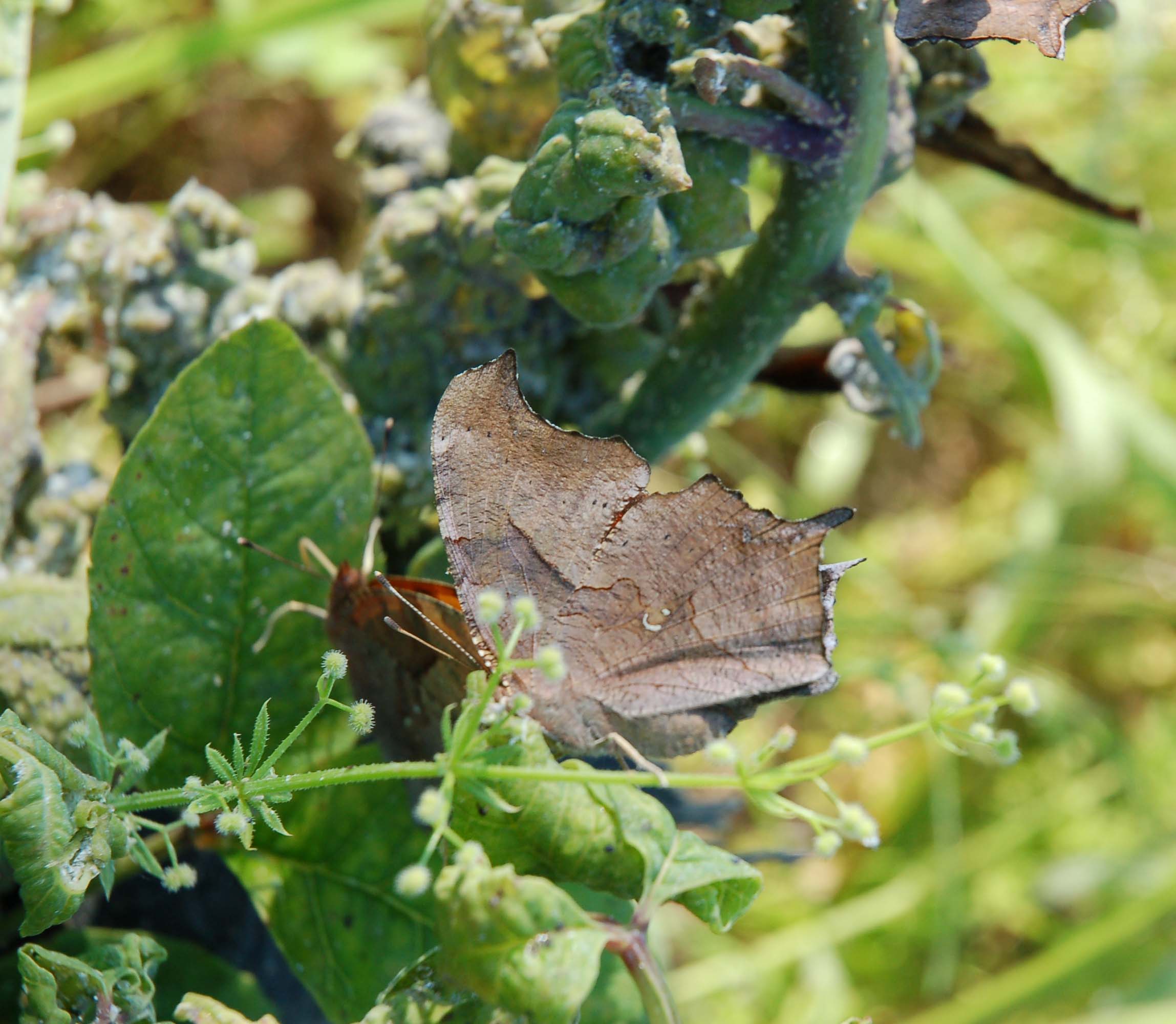  Question mark butterflies on exudates of hemipterans 