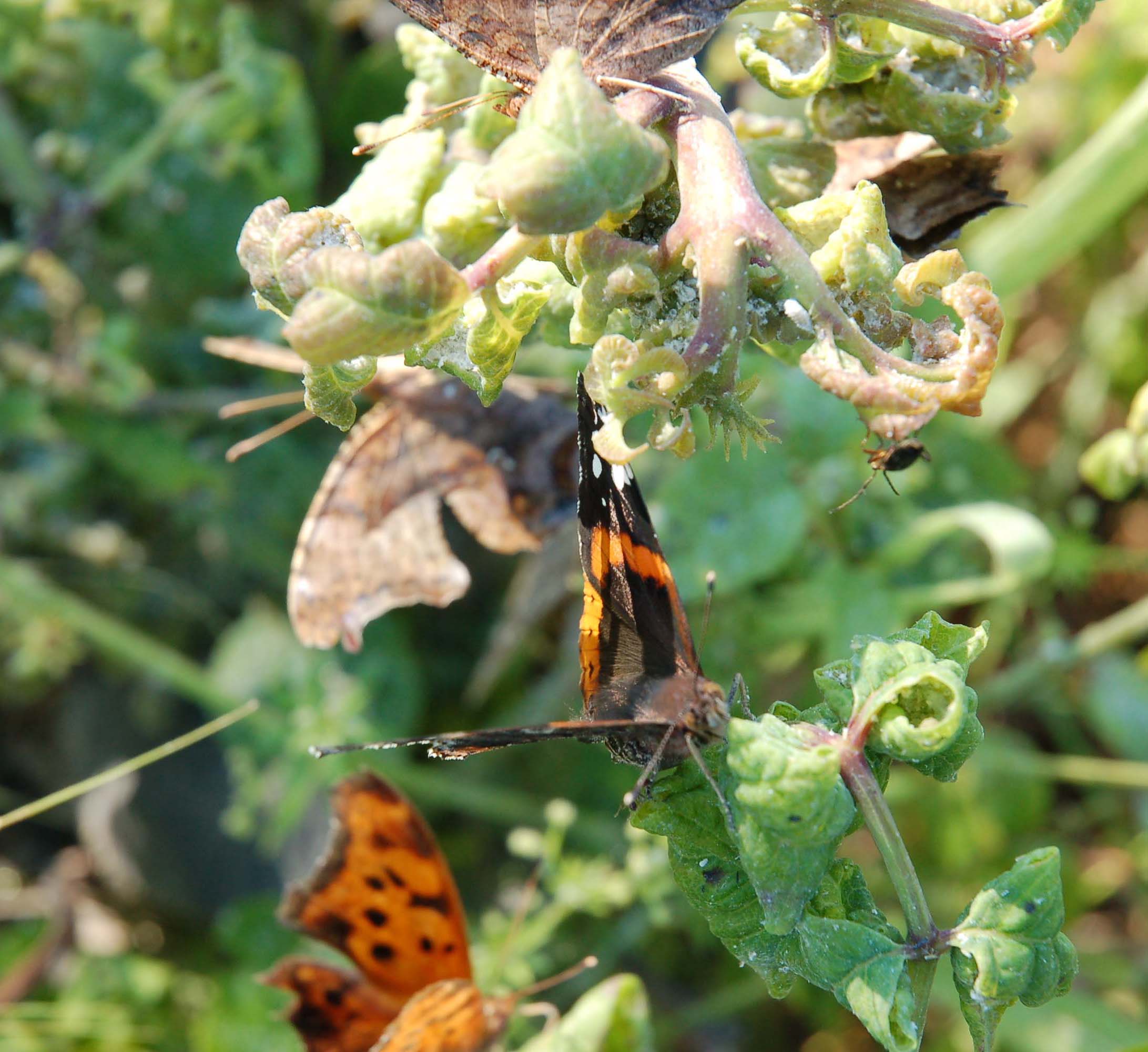 Question marks and red admirals on exudates of hemipterans 