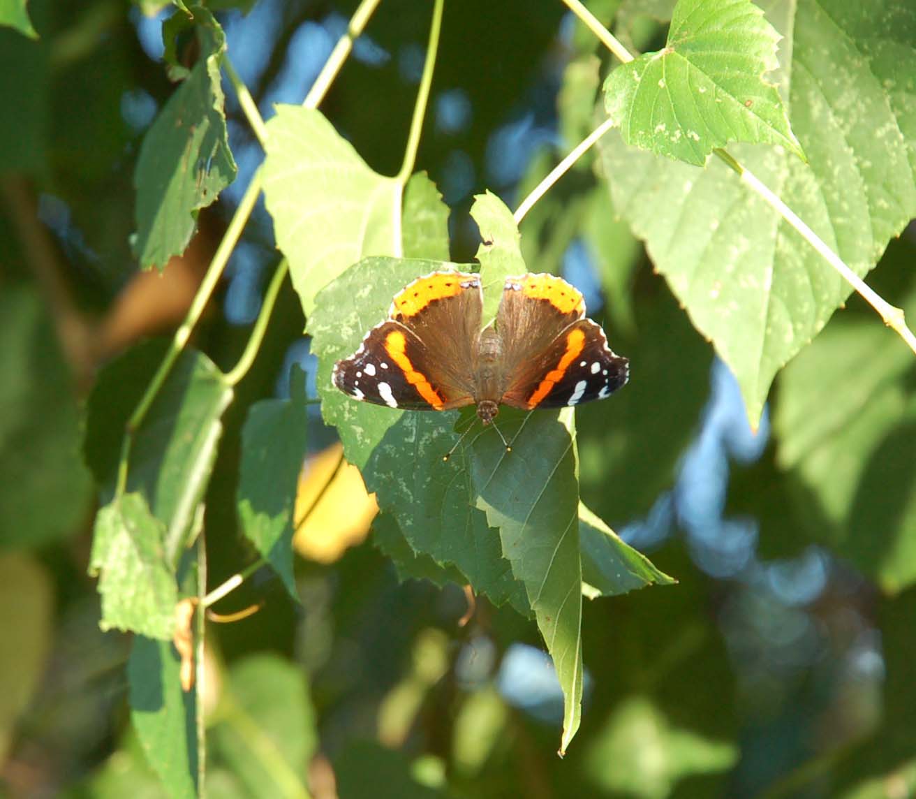  Red admiral (Vanessa atalanta) 