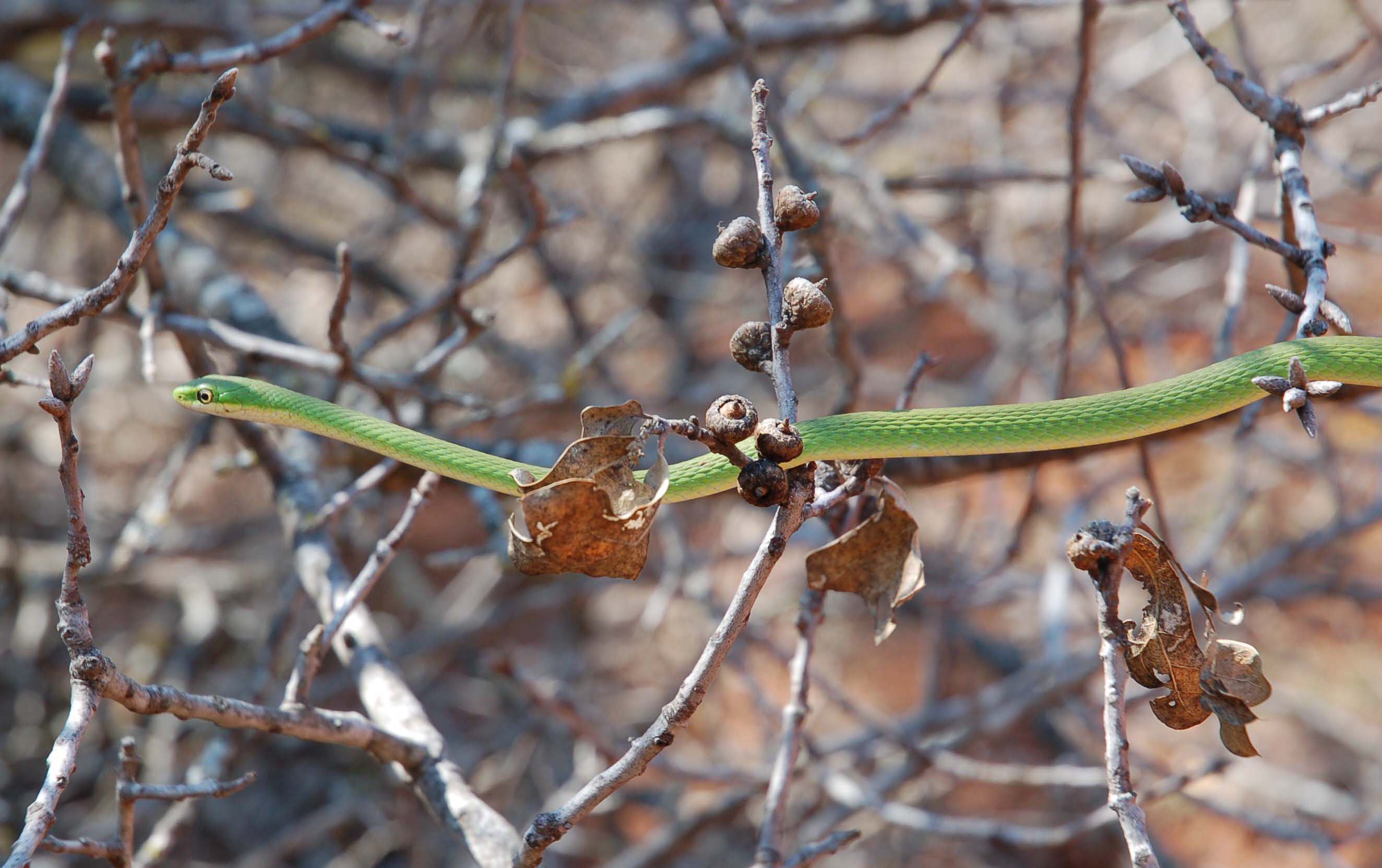  Rough Green Snake in a tree 