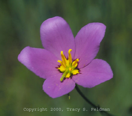 Sabatia sp. 