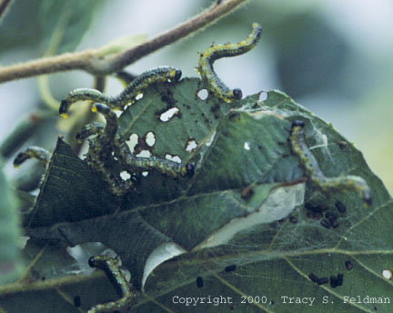 Sawflies in defensive posture on Alnus cerrulata 