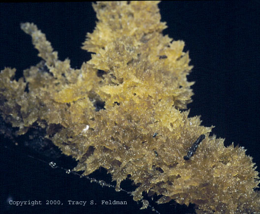 Scorias spongiosa growing on Beech blight aphid exudate near New Hope Creek