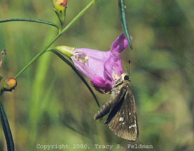  Lerema accius (Hesperiidae) skipper on Agalinis purpurea with Misumena sp. 