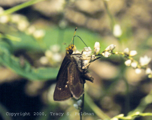  skipper on Polygonaceae at Johnston Mills