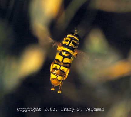  Syrphid fly hovering 