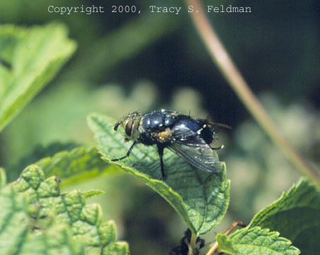  Tachinid fly 