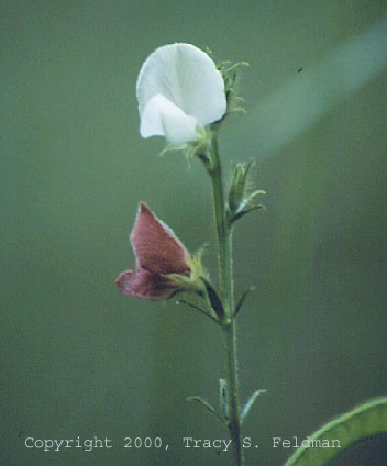  Tephrosia spicata 