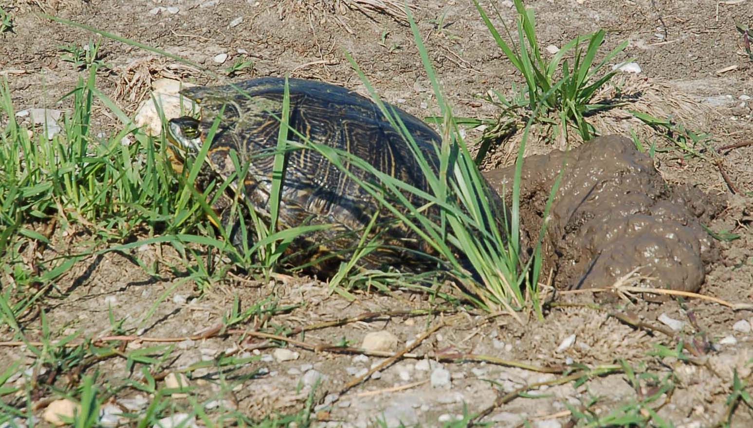  Nesting turtle 